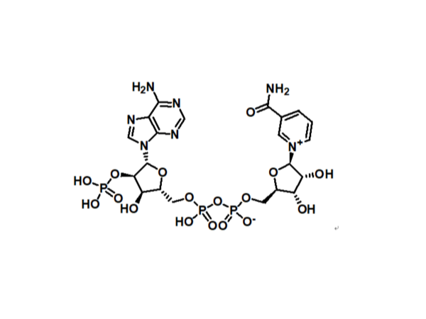 β-nicotinamide adenine dinucleotide phosphate