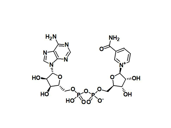β-nicotinamide adenine dinucleotide