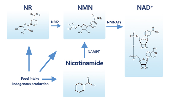 NMNMechanism diagram-Pilot organism