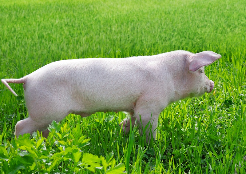 25- hydroxyvitamin D3 makes pig raising easier!